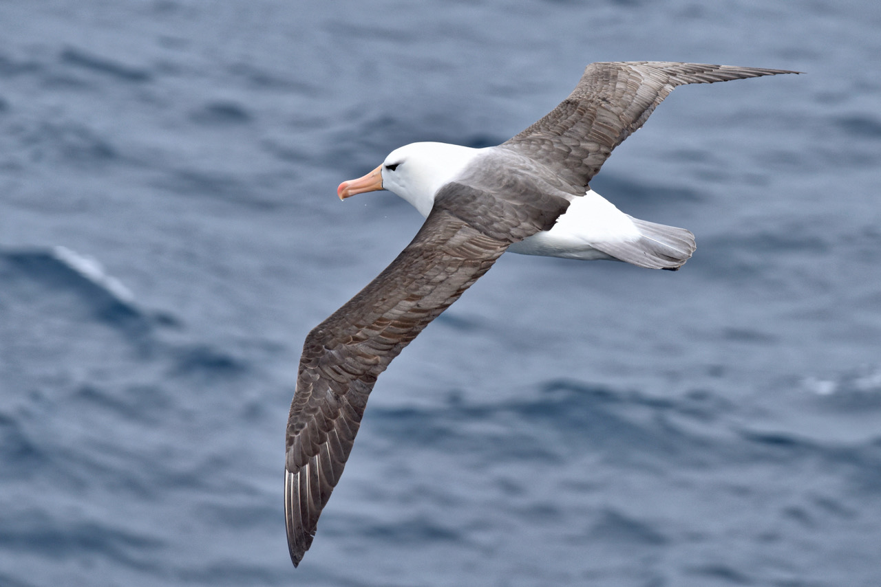 Los albatros, aves marinas gigantes con un amenazado -