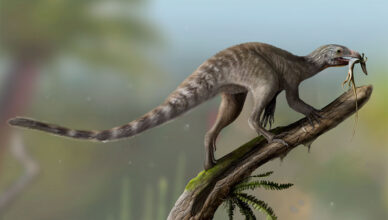 Vetenoraptor gassenae