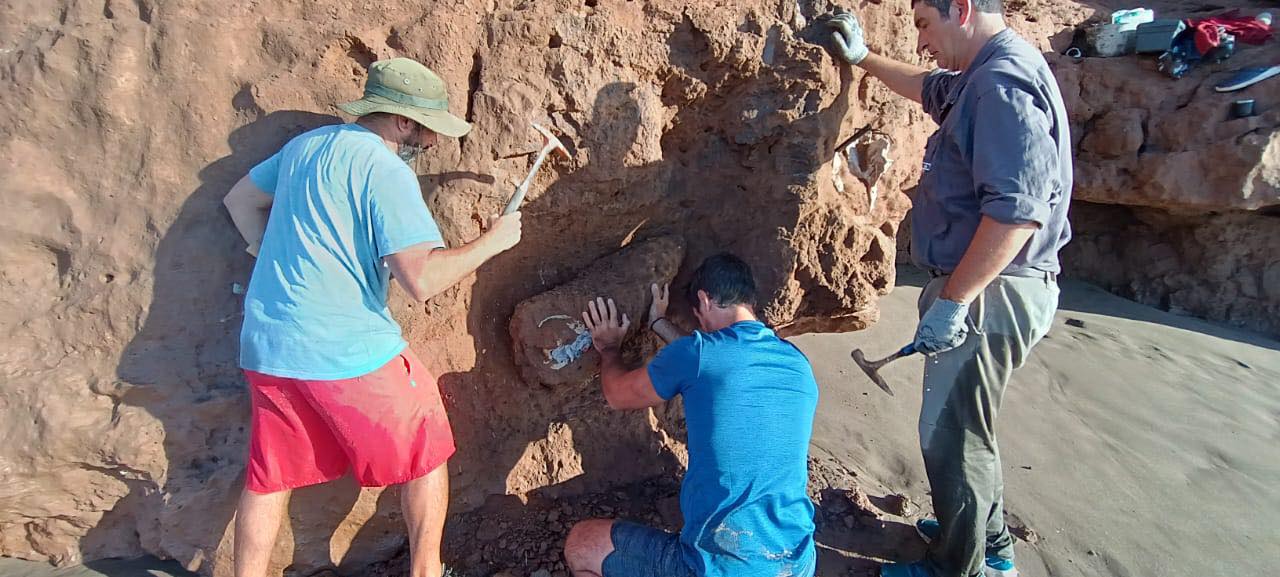 Hallazgo fósiles Miramar