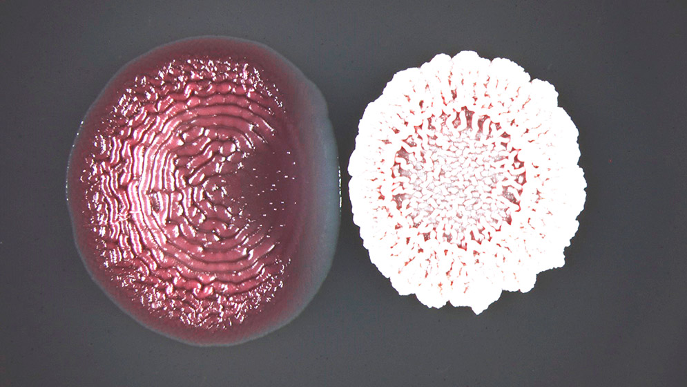 B. subtilis interactuando con el biofilm producido por E. coli.