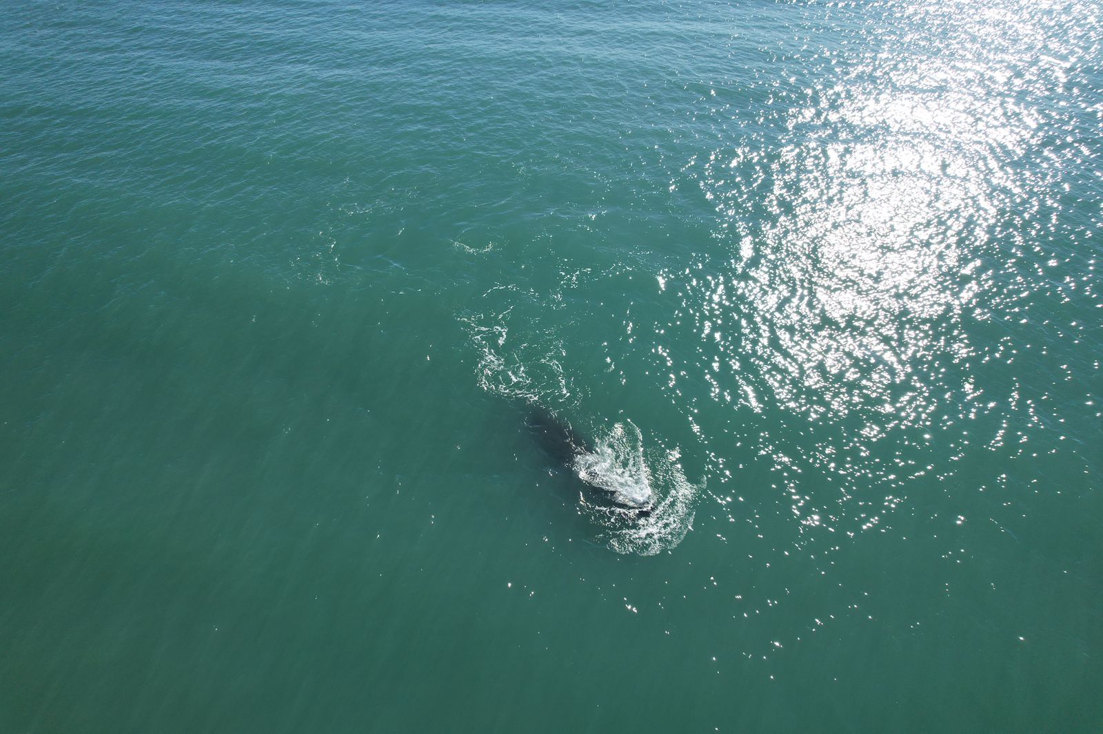 ballenas en Mar del Plata