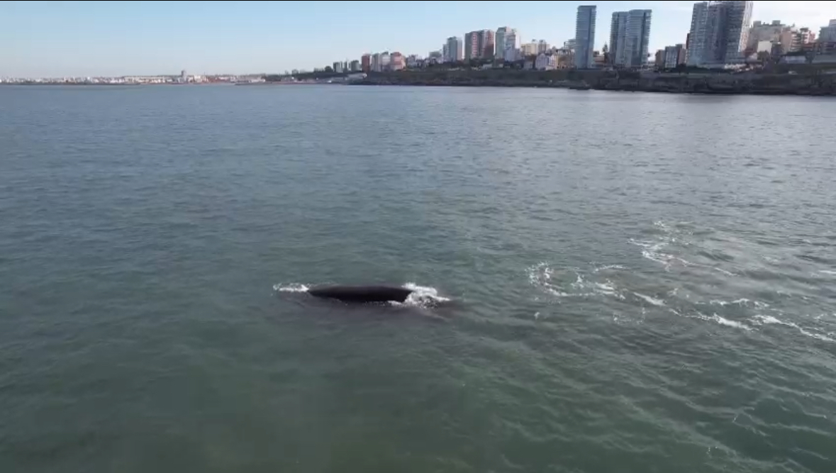 ballenas en Mar del Plata