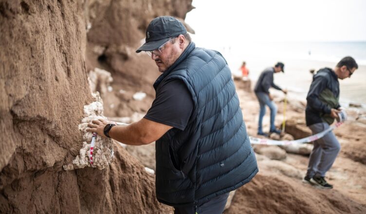 fósiles gliptodonte bebé