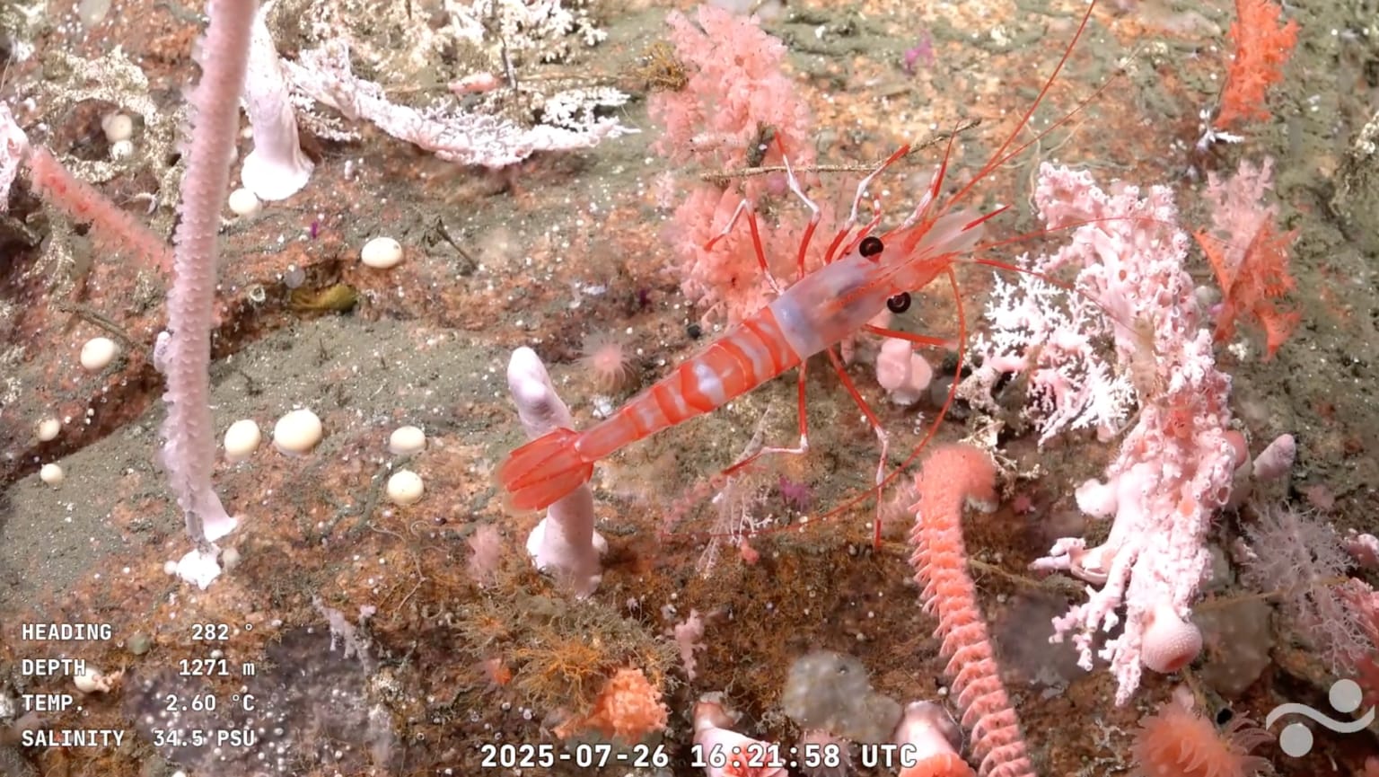 juego sobre la campaña científica del CONICET