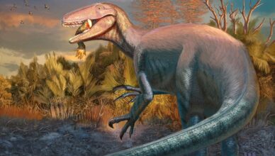 Joaquinraptor casali