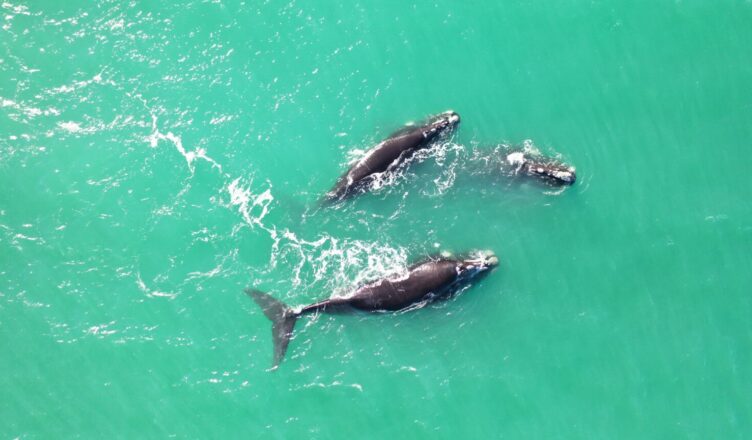 ballenas en Mar del Plata