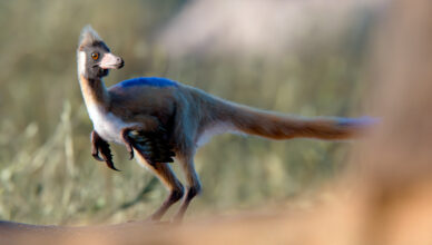 Alnashetri cerropoliciensis