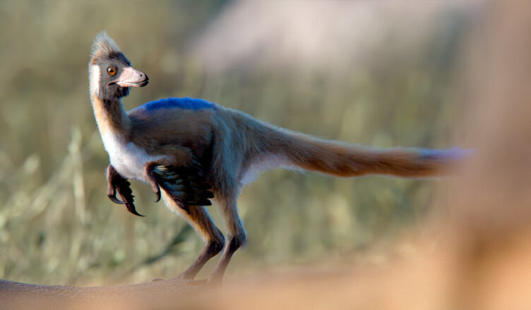 Alnashetri cerropoliciensis