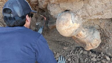 hallaron fósil de megaterio en Santa Clara
