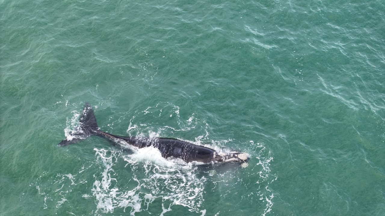 ballenas Mar del Plata