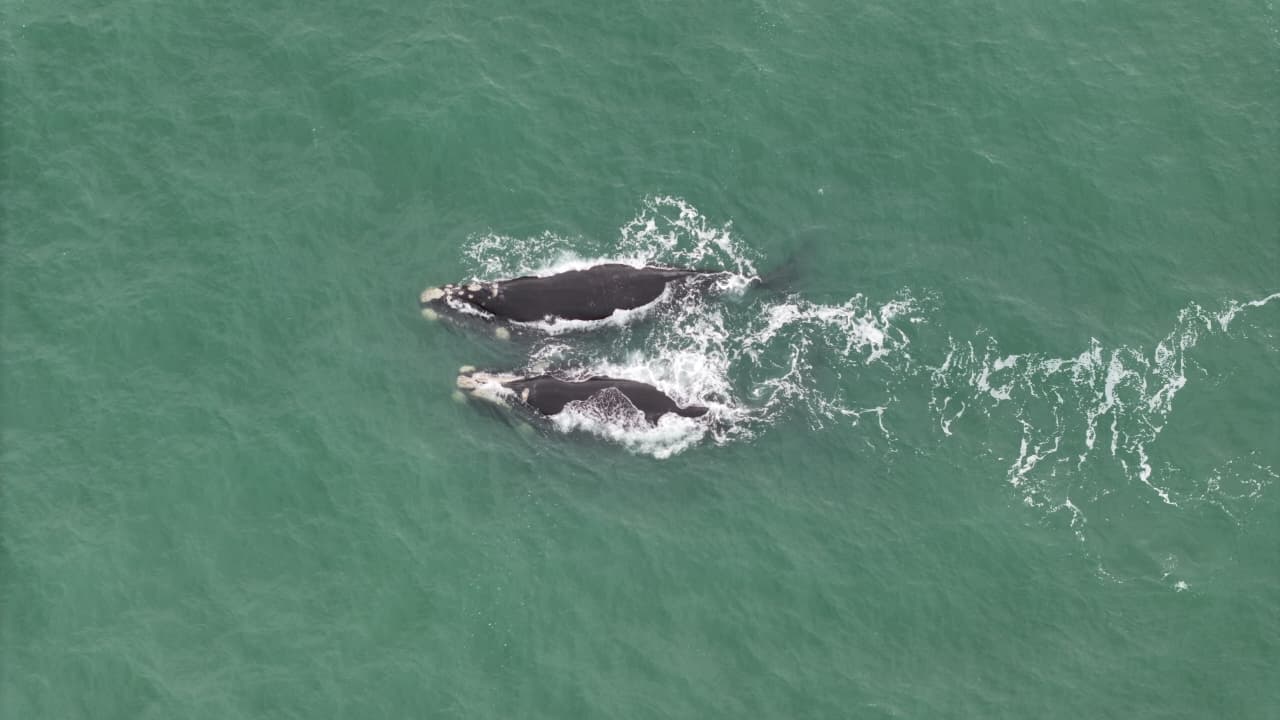 ballenas Mar del Plata